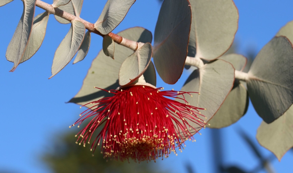 Lyocell wird aus Eukalyptus gewonnen